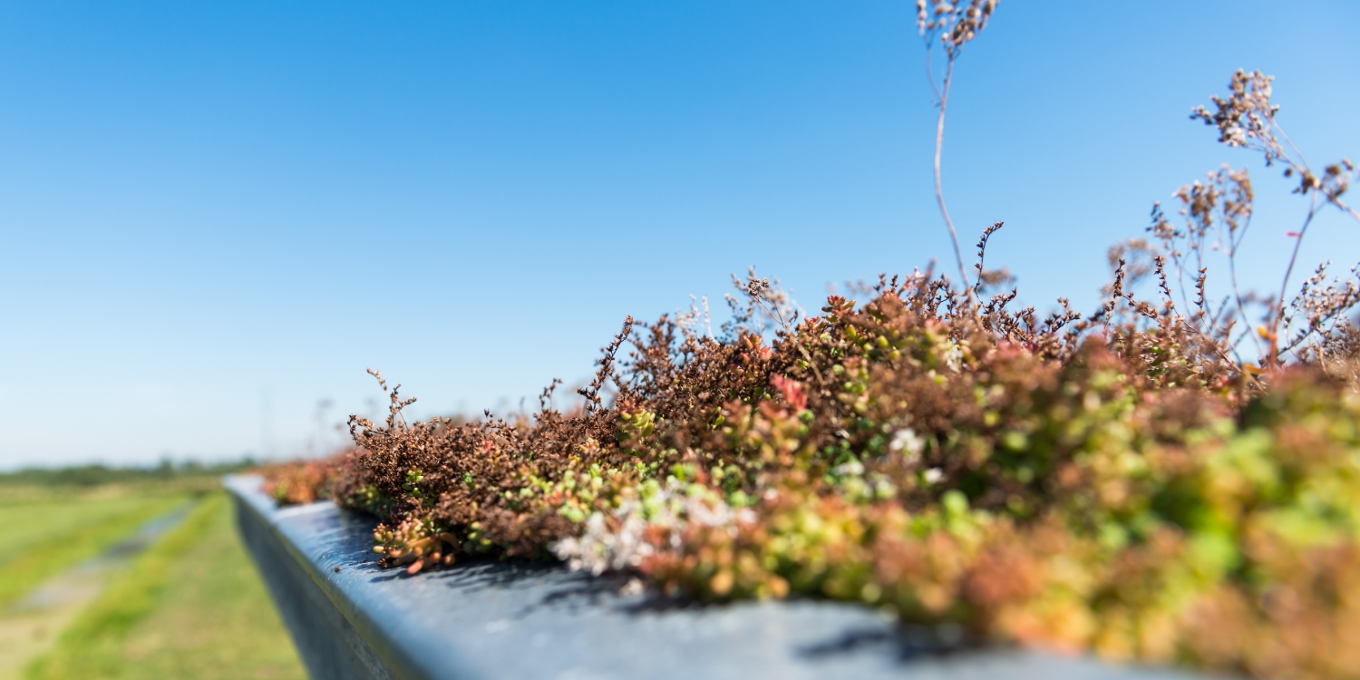 Sedum